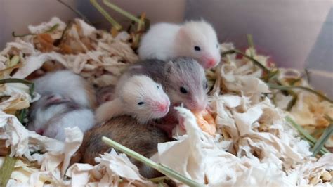 Hamster Babies Growing Up